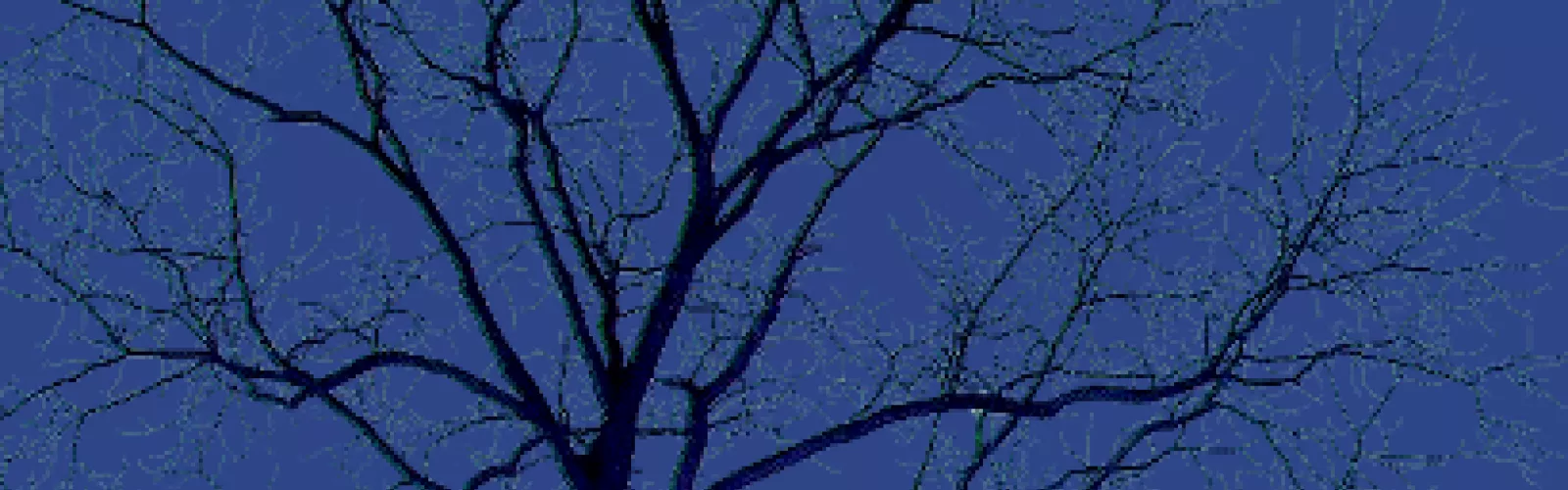 Silhouette of a tree in winter against a dark sky.